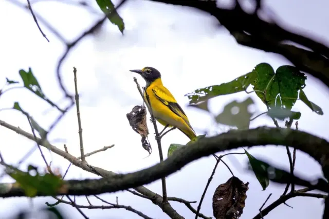 13 Reasons to Visit Nepal for Birdwatching